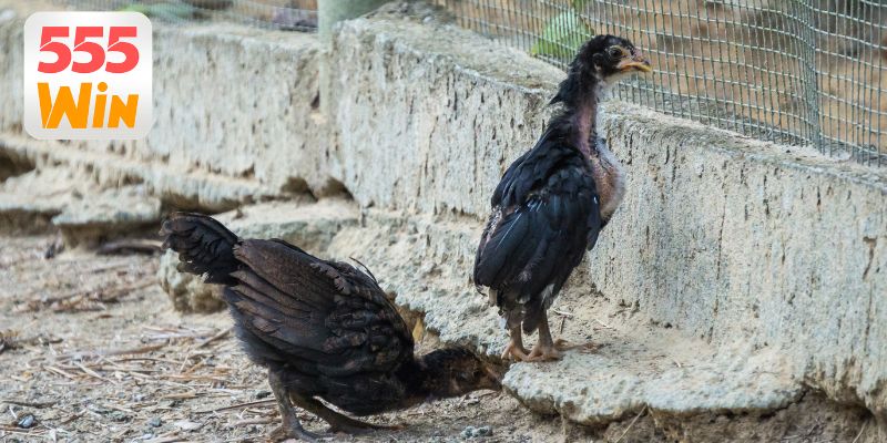 Bí kíp chơi chiến thắng dễ dàng hiệu quả