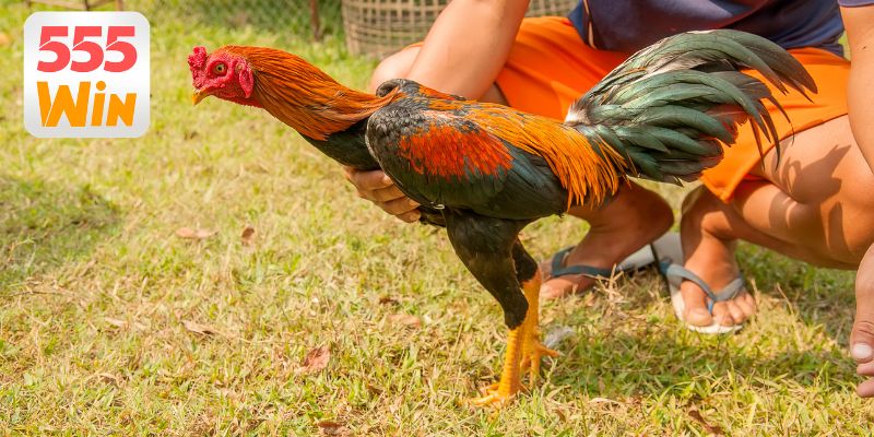 Các bước đăng ký tài khoản cá cược gà đơn giản