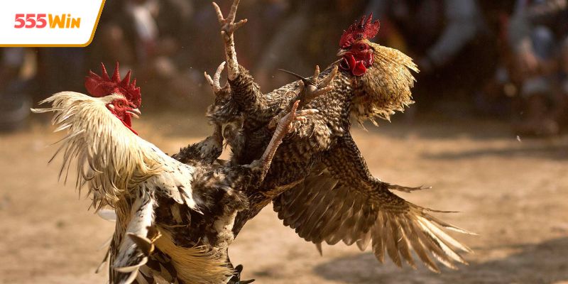 Câu hỏi thường gặp được trả lời rõ