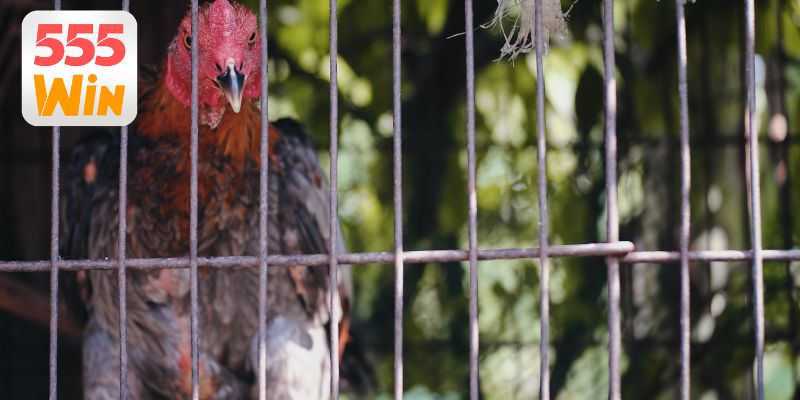 Chiến thuật cá cược gà chọi hiệu quả cao