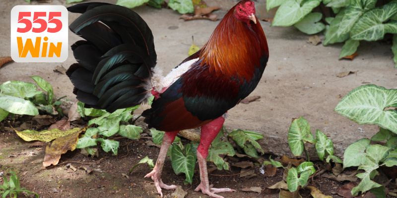 Giới thiệu đá gà 555WIN thu hút mọi người