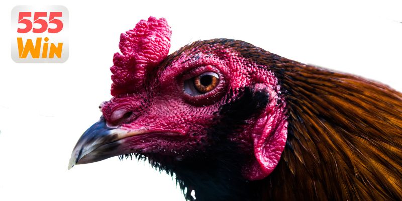 Khám phá bộ môn đá gà cựa sắt hấp dẫn