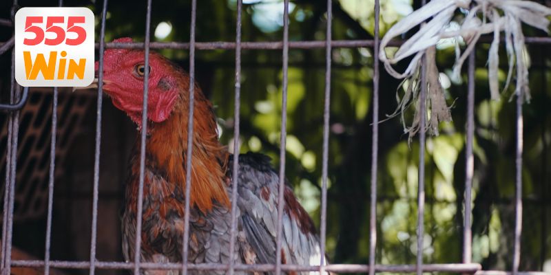 Khám phá thế giới đá gà online trực tuyến sôi động