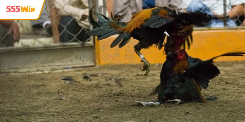 Khuyến mãi siêu khủng cho tân binh