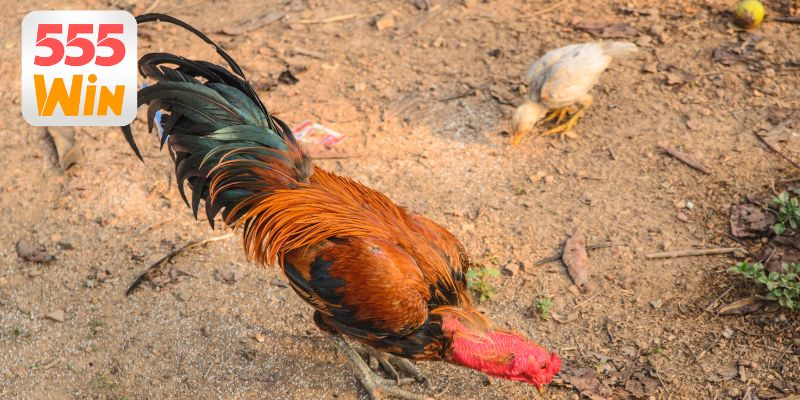 Lịch đá gà Thomo hôm nay được cập nhật mới