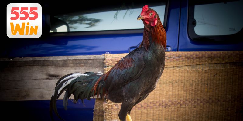 Lựa chọn nền tảng cá cược uy tín chất lượng