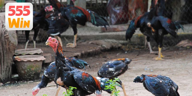 Những lưu ý quan trọng khi tham gia