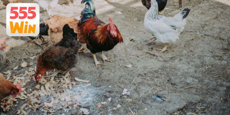 Phương pháp đánh giá chiến kê chuyên nghiệp